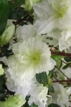 Helen Curtis Azalea - 3 Gallon Pot -Good Housekeeping Shop azalea helen curtis 7