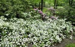 Helen Curtis Azalea - 3 Gallon Pot -Good Housekeeping Shop azalea helen curtis 9