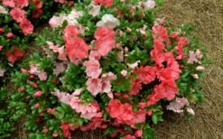 Hilda Niblett Azalea - 1 Gallon Pot -Good Housekeeping Shop azalea hilda niblet flowers