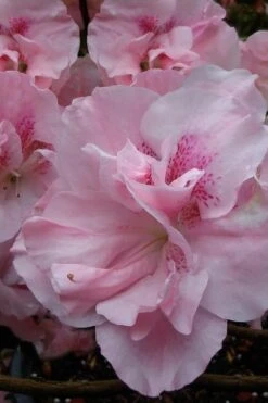 Nancy Of Robin Hill Azalea - 3 Gallon Pot 8 Nancy Of Robin Hill Azalea - 3 Gallon Pot -Good Housekeeping Shop azalea nancy at robin hill 1