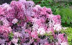 Northlake Beauty Azalea - 6 Pack Of 1 Gallon Pots 7 Northlake Beauty Azalea - 6 Pack Of 1 Gallon Pots -Good Housekeeping Shop azalea northlake beauty 13 1