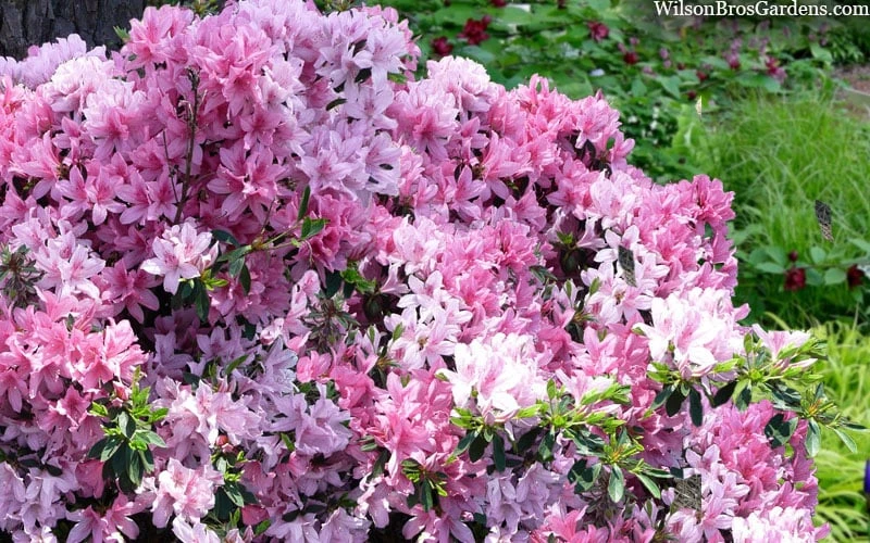 Northlake Beauty Azalea - 1 Gallon Pot 4 Northlake Beauty Azalea - 1 Gallon Pot - Image 4