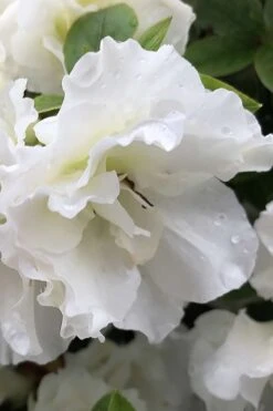 Perfecto Mundo Double White Reblooming Azalea - 3 Gallon Pot 13 Perfecto Mundo Double White Reblooming Azalea - 3 Gallon Pot -Good Housekeeping Shop azalea perfecto mondo double white 1