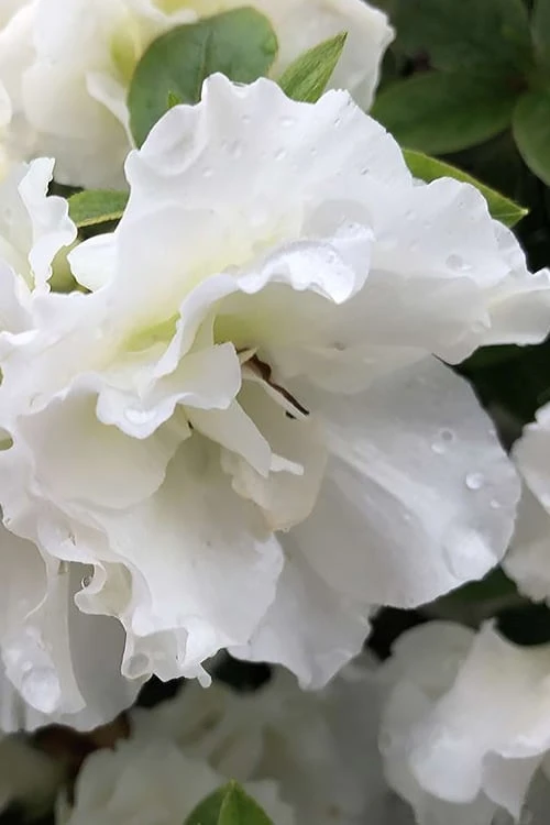 Perfecto Mundo Double White Reblooming Azalea - 3 Gallon Pot 7 Perfecto Mundo Double White Reblooming Azalea - 3 Gallon Pot - Image 7