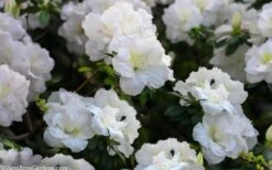 Perfecto Mundo Double White Reblooming Azalea - 3 Gallon Pot 12 Perfecto Mundo Double White Reblooming Azalea - 3 Gallon Pot -Good Housekeeping Shop azalea perfecto mondo double white 2