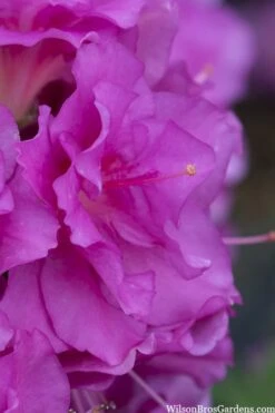 Perfecto Mundo Double Purple Reblooming Azalea - 3 Pack Of Quart Pots -Good Housekeeping Shop azalea perfecto mondo double20purple 1
