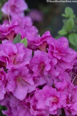Perfecto Mundo Double Purple Reblooming Azalea - 3 Pack Of Quart Pots -Good Housekeeping Shop azalea perfecto mondo double20purple 3