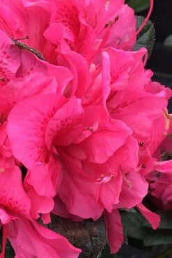 Perfecto Mundo Double Dark Pink Reblooming Azalea - 3 Gallon Pot 7 Perfecto Mundo Double Dark Pink Reblooming Azalea - 3 Gallon Pot -Good Housekeeping Shop azalea perfecto mundo double dark pink 1