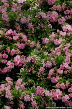 Perfecto Mundo Double Pink Reblooming Azalea - 3 Gallon Pot 11 Perfecto Mundo Double Pink Reblooming Azalea - 3 Gallon Pot -Good Housekeeping Shop azalea perfecto mundo double pink 1