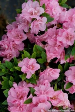 Perfecto Mundo Double Pink Reblooming Azalea - 3 Gallon Pot 10 Perfecto Mundo Double Pink Reblooming Azalea - 3 Gallon Pot -Good Housekeeping Shop azalea perfecto mundo double pink 2