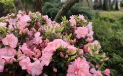 Perfecto Mundo Double Pink Reblooming Azalea - 3 Gallon Pot 9 Perfecto Mundo Double Pink Reblooming Azalea - 3 Gallon Pot -Good Housekeeping Shop azalea perfecto mundo double pink 5