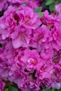Perfecto Mundo Double Purple Reblooming Azalea - 3 Pack Of Quart Pots -Good Housekeeping Shop azalea perfecto mundo double purple 500x750 1