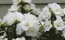 Perfecto Mundo Double White Reblooming Azalea - 3 Gallon Pot 10 Perfecto Mundo Double White Reblooming Azalea - 3 Gallon Pot -Good Housekeeping Shop azalea perfecto mundo double white 9