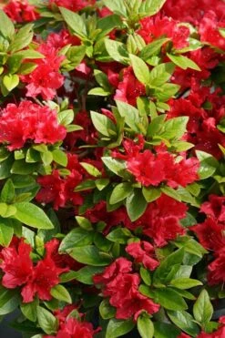 Perfecto Mundo Red Reblooming Azalea - 2 Gallon Pot 12 Perfecto Mundo Red Reblooming Azalea - 2 Gallon Pot -Good Housekeeping Shop azalea perfecto mundo red 2 1