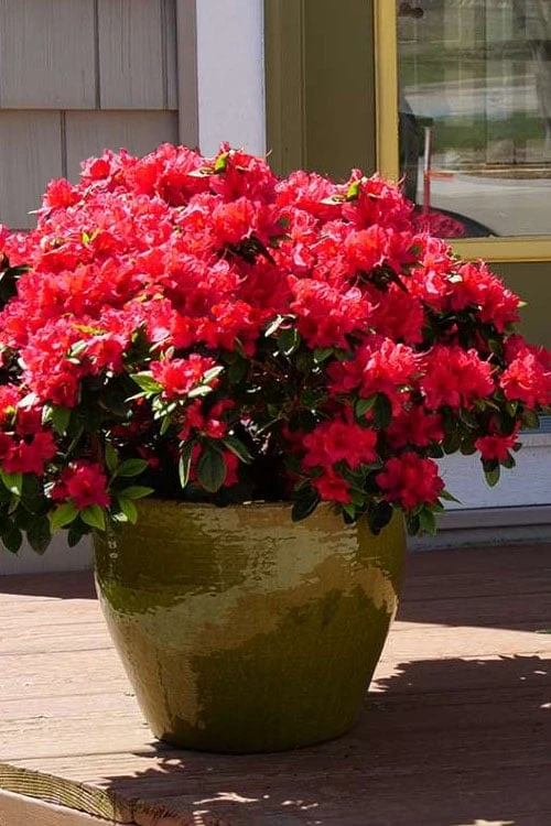 Perfecto Mundo Red Reblooming Azalea - 3 Gallon Pot 1 Perfecto Mundo Red Reblooming Azalea - 3 Gallon Pot