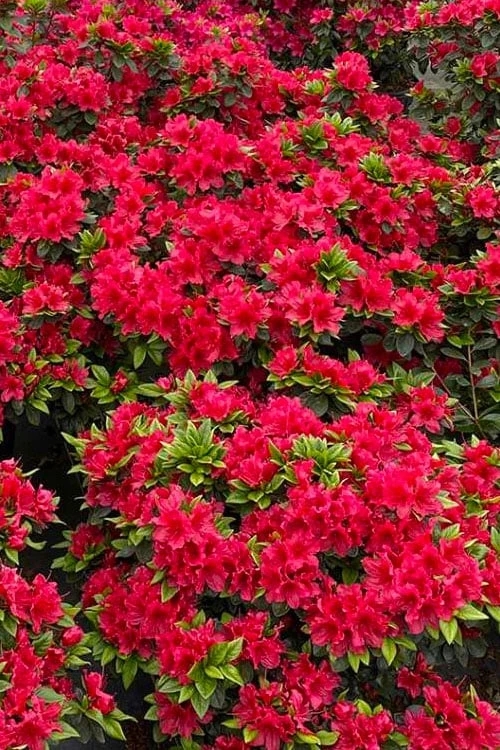 Perfecto Mundo Red Reblooming Azalea - 3 Gallon Pot 5 Perfecto Mundo Red Reblooming Azalea - 3 Gallon Pot - Image 5