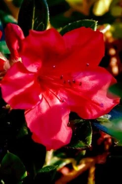 Perfecto Mundo Red Reblooming Azalea - 2 Gallon Pot 13 Perfecto Mundo Red Reblooming Azalea - 2 Gallon Pot -Good Housekeeping Shop azalea perfecto mundo red 6 1