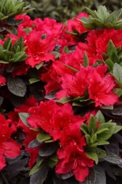 Perfecto Mundo Red Reblooming Azalea - 3 Gallon Pot 10 Perfecto Mundo Red Reblooming Azalea - 3 Gallon Pot -Good Housekeeping Shop azalea perfecto mundo red 8