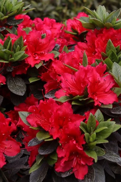 Perfecto Mundo Red Reblooming Azalea - 3 Gallon Pot 4 Perfecto Mundo Red Reblooming Azalea - 3 Gallon Pot - Image 4