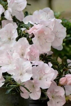 Tsuki No Shimo Satsuki Azalea - 3 Gallon Pot 17 Tsuki No Shimo Satsuki Azalea - 3 Gallon Pot -Good Housekeeping Shop azalea satsuki tsuki no shimo 100