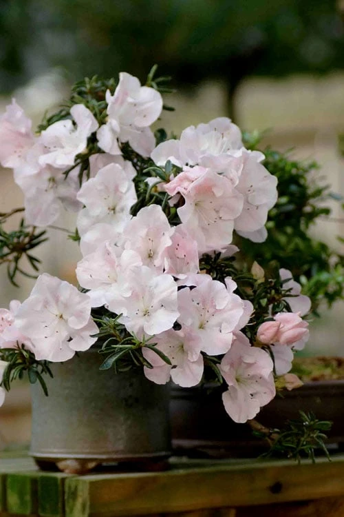 Tsuki No Shimo Satsuki Azalea - 3 Gallon Pot 11 Tsuki No Shimo Satsuki Azalea - 3 Gallon Pot - Image 11