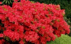 Stewartstonian Azalea - 1 Gallon Pot 15 Stewartstonian Azalea - 1 Gallon Pot -Good Housekeeping Shop azalea stewartstonian 3