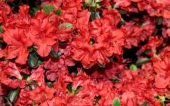Stewartstonian Azalea - 1 Gallon Pot 17 Stewartstonian Azalea - 1 Gallon Pot -Good Housekeeping Shop azalea stewartstonian 4