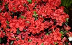 Stewartstonian Azalea - 1 Gallon Pot 16 Stewartstonian Azalea - 1 Gallon Pot -Good Housekeeping Shop azalea stewartstonian 6
