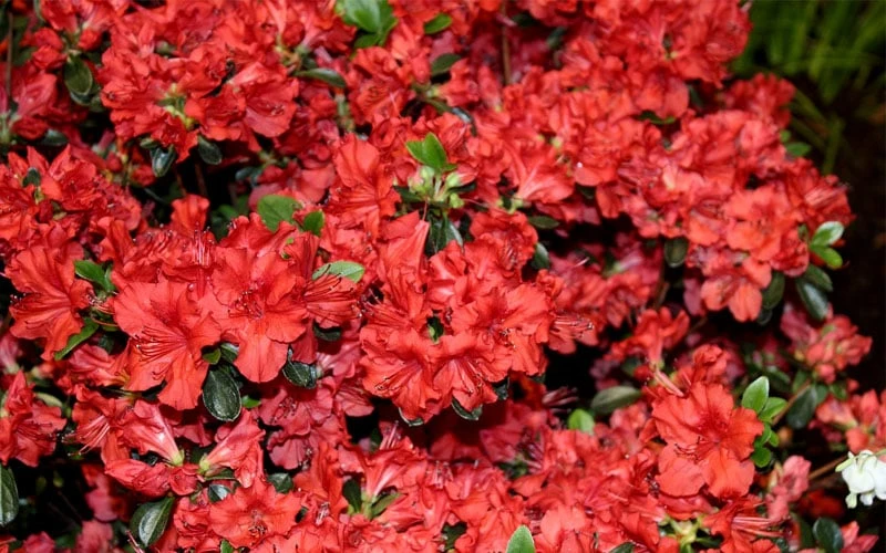 Stewartstonian Azalea - 1 Gallon Pot 8 Stewartstonian Azalea - 1 Gallon Pot - Image 8