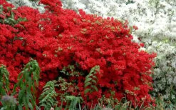 Stewartstonian Azalea - 1 Gallon Pot 13 Stewartstonian Azalea - 1 Gallon Pot -Good Housekeeping Shop azalea stewartstonian 7