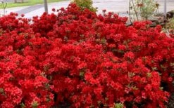 Stewartstonian Azalea - 1 Gallon Pot 14 Stewartstonian Azalea - 1 Gallon Pot -Good Housekeeping Shop azalea stewartstonian 8