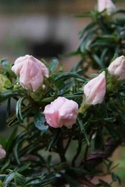 Tsuki No Shimo Satsuki Azalea - 3 Gallon Pot 20 Tsuki No Shimo Satsuki Azalea - 3 Gallon Pot -Good Housekeeping Shop azalea tsuki no shimo 2