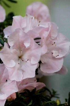 Tsuki No Shimo Satsuki Azalea - 3 Gallon Pot 14 Tsuki No Shimo Satsuki Azalea - 3 Gallon Pot -Good Housekeeping Shop azalea tsuki no shimo 3