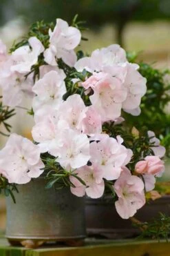 Tsuki No Shimo Satsuki Azalea - 3 Gallon Pot 18 Tsuki No Shimo Satsuki Azalea - 3 Gallon Pot -Good Housekeeping Shop azalea tsuki no shimo 6