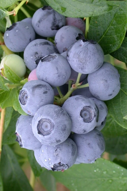 Northern Highbush Blueberry (Vaccinum Corymbosum) - 6 Pack Of 1 Gallon Pots 1 Northern Highbush Blueberry (Vaccinum Corymbosum) - 6 Pack Of 1 Gallon Pots