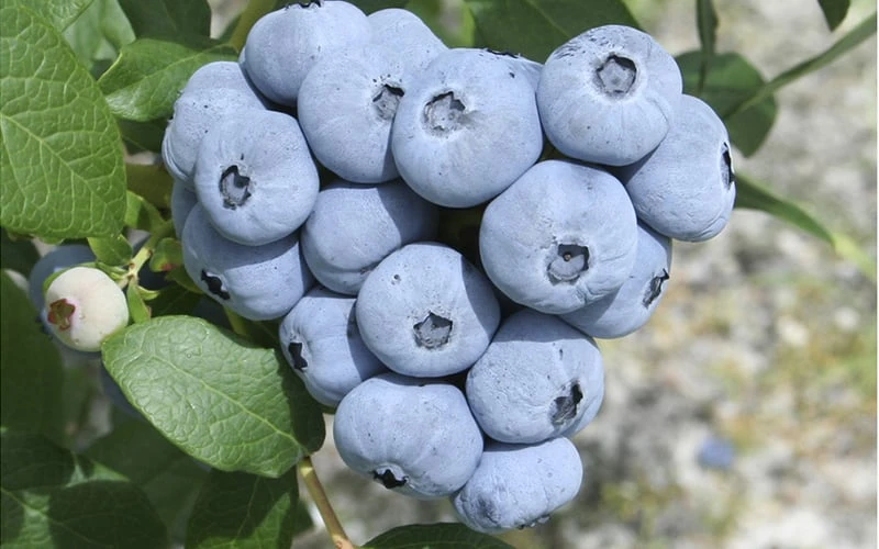 Northern Highbush Blueberry (Vaccinum Corymbosum) - 6 Pack Of 1 Gallon Pots 5 Northern Highbush Blueberry (Vaccinum Corymbosum) - 6 Pack Of 1 Gallon Pots - Image 5