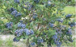 Northern Highbush Blueberry (Vaccinum Corymbosum) - 6 Pack Of 1 Gallon Pots 8 Northern Highbush Blueberry (Vaccinum Corymbosum) - 6 Pack Of 1 Gallon Pots -Good Housekeeping Shop blueberry northern20highbush 800x500 1