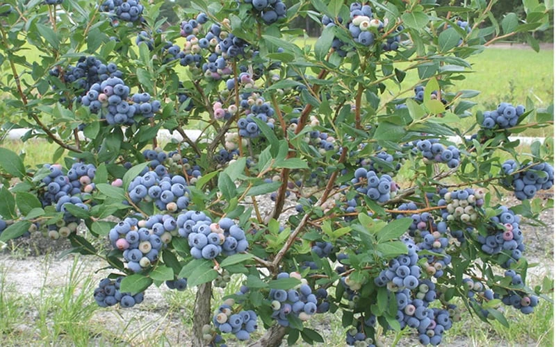 Northern Highbush Blueberry (Vaccinum Corymbosum) - 6 Pack Of 1 Gallon Pots 4 Northern Highbush Blueberry (Vaccinum Corymbosum) - 6 Pack Of 1 Gallon Pots - Image 4