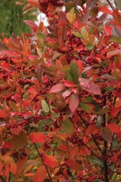 Brilliantissima Aronia (Red Chokeberry) - 3 Gallon Pot -Good Housekeeping Shop chokeberry brilliantissima aronia 500x750 1