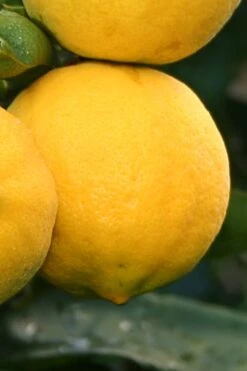 Meyer Lemon Tree (Citrus X Meyeri) - 5 Gallon Pot -Good Housekeeping Shop citrus meyeri meyer lemon tree 4