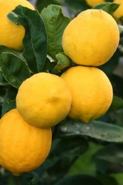 Meyer Lemon Tree (Citrus X Meyeri) - 5 Gallon Pot -Good Housekeeping Shop citrus meyeri meyer lemon tree 5