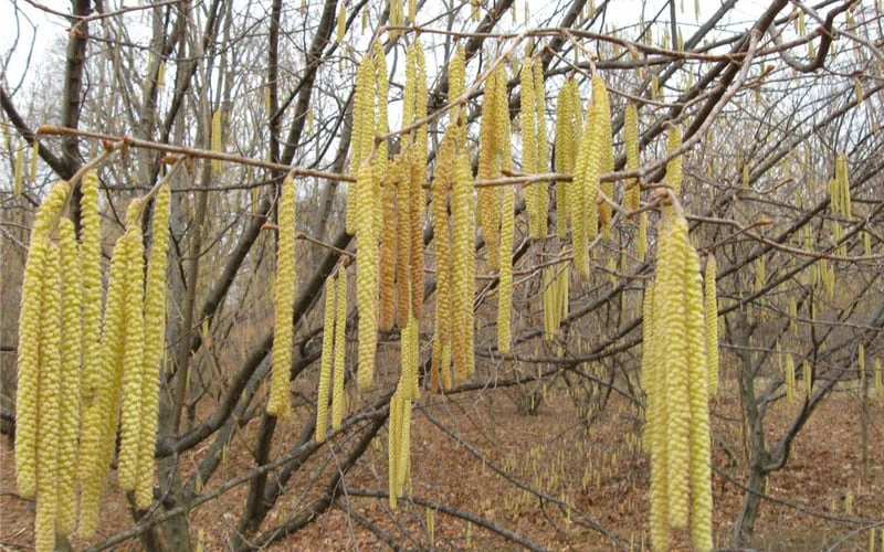 American Hazelnut (Filbert) - 3 Gallon Pot 5 American Hazelnut (Filbert) - 3 Gallon Pot - Image 5