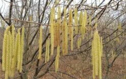 American Hazelnut Filbert (Corylus Americana) - 3 Pack Of 1.5 Quart Pots -Good Housekeeping Shop corylus american american hazelnut fall leaves 10