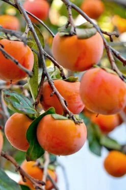Fuyu Persimmon Tree - 3 Gallon Pot -Good Housekeeping Shop diospyros kaki fuyu persimmon tree 3