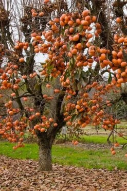 Fuyu Persimmon Tree - 7 Gallon Pot (4-5') -Good Housekeeping Shop diospyros kaki fuyu persimmon tree 5 1