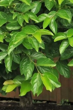 Fuyu Persimmon Tree - 3 Gallon Pot -Good Housekeeping Shop diospyros kaki fuyu persimmon tree 6