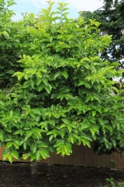 Fuyu Persimmon Tree - 7 Gallon Pot (4-5') -Good Housekeeping Shop diospyros kaki fuyu persimmon tree 7 1