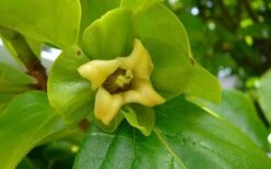 Fuyu Persimmon Tree - 7 Gallon Pot (4-5') -Good Housekeeping Shop diospyros kaki fuyu persimmon tree 9 1