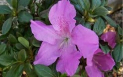 Autumn Lilac Encore Azalea - 1 Gallon Pot -Good Housekeeping Shop encore azalea autumnlilac