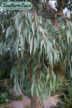 Angus Cold Hardy Eucalyptus Tree (Eucalyptus Nicholii) - Quart Pot -Good Housekeeping Shop eucalyoptus nicholii angus 1 4
